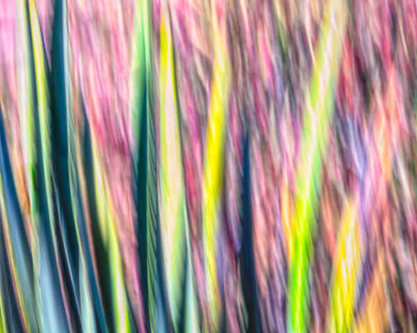 Tohono Chul Gardens, Tucson, AZ