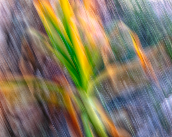 Tohono Chul Gardens, Tucson, AZ