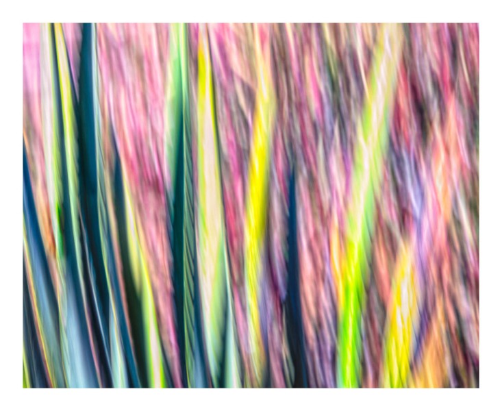 Desert Garden Abstract #5