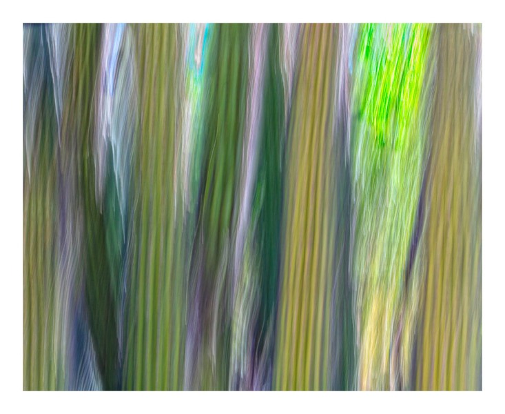 Desert Garden Abstract #15