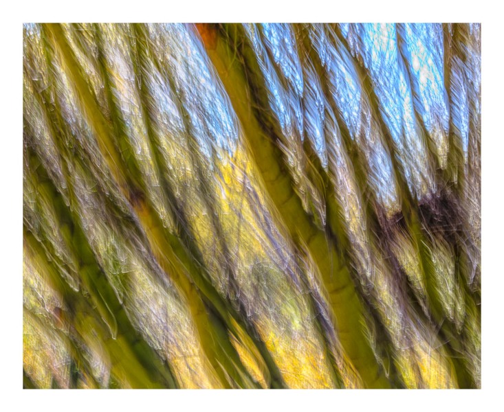 Desert Garden Abstract #16